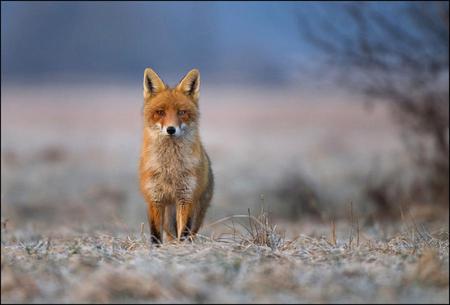 fox - winter, nature, animals, red fox