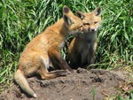 baby foxes