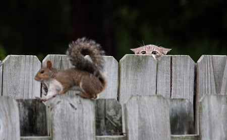 Who is on my fence - animals, squirrel, fence, pet, cat, wild