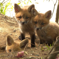 sweet foxes for Applebloom