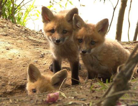 sweet foxes for Applebloom - red foxes, little, baby, sweet, wild, animals