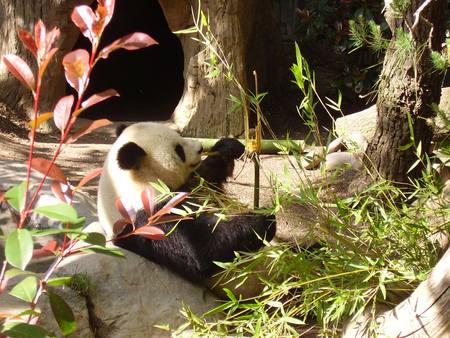 Hungry Lil' Guy - white, panda, hungry, bamboo, black, cute