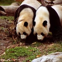 Pair of Pandas