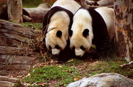 Pair of Pandas - white, pair, bears, couple, panda, black