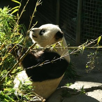 Panda Bear