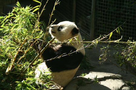 Panda Bear - white, bear, panda, zoo, bamboo, cute, black