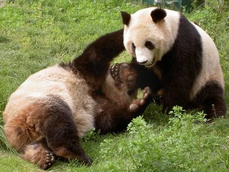 Playful Pandas - black, playful, white, pandas, funny, wrestling, cute, bears