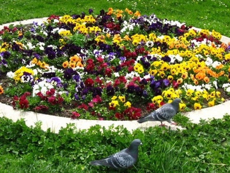 Spring Flowers - birds, photography, spring, grass, colors, photo, flower, colours, nature, season, bulgaria, park