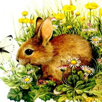 BROWN BUNNY IN THE BUSH