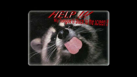 !!HELP!! - raccoon, animal, funny, cute