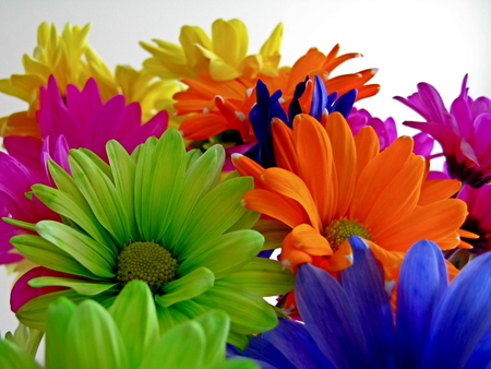 TYE DYED DAISIES - yellow, blue, green, orange, pinks, daisies