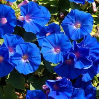 GOOD MORNING GLORY