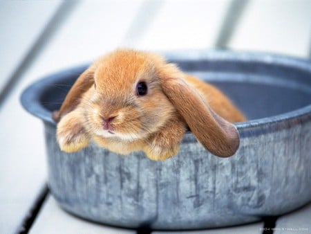 Bunny In A Bowl - rabbit, bunny, blue, bowl