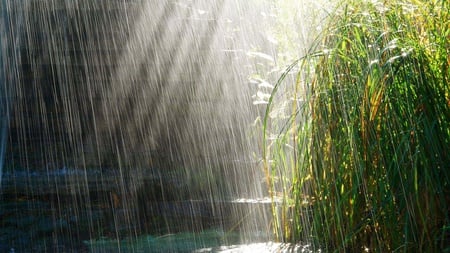 The Rain - water, nature, beautiful, rain, grass