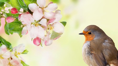 Robin Sakura - summer, robin, firefox persona, apple blossoms, cherry blossoms, spring, bird