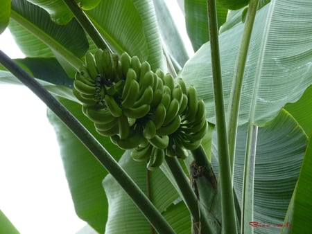 green banana - air, water, fruit, sun