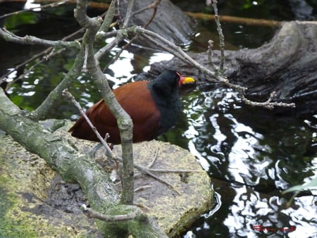 bird - water, flowers, earth, sun