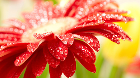 Red flower - nature, red, macro, drops, nice, spring, flower