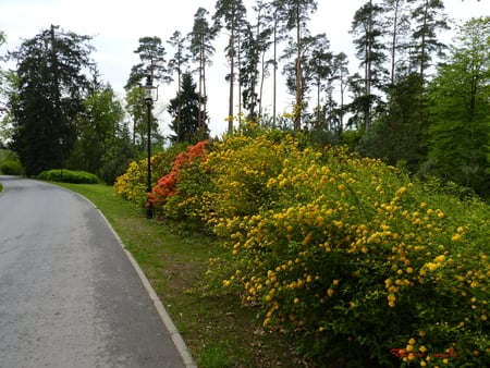 road - sunlight, flowers, road, air