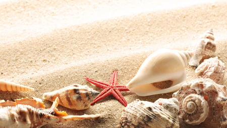 The picture of the sea... - nice, seashell, beach, sun, photography, marco, holiday, sand, sea