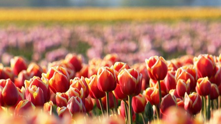 Red tuilips - nice, red, tuilips, photography, flowers, field