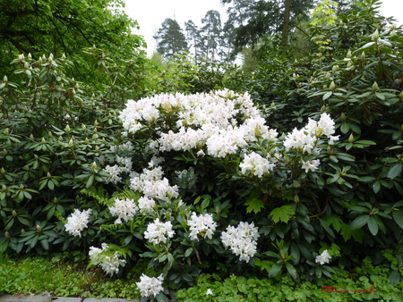 flover - flowers, forest, green, air