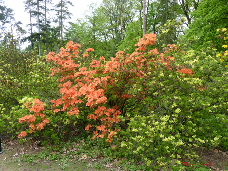 flower - flowers, forest, green, air