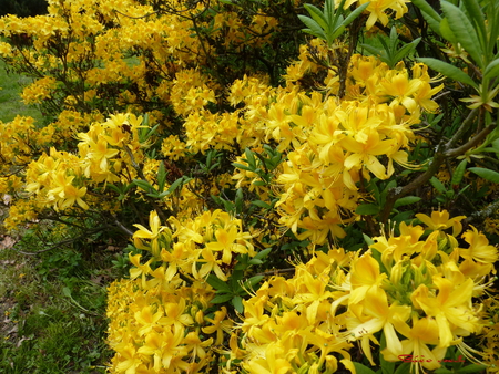 flower - green, flowers, air, forest