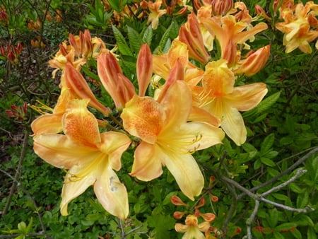 flower - flower, water, nature, air