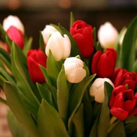 Beautiful tulips