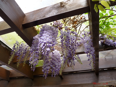 flower - nature, water, air, flower