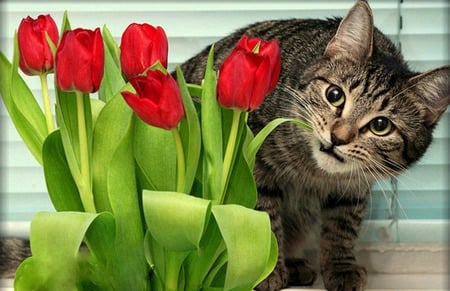 Tasty - flowers, tulips, feline, red tulips, cat