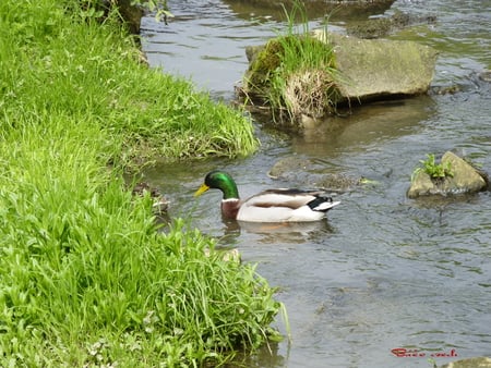 ducks - nature, water, air, flower