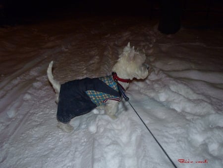 dog - white, road, dog, snow