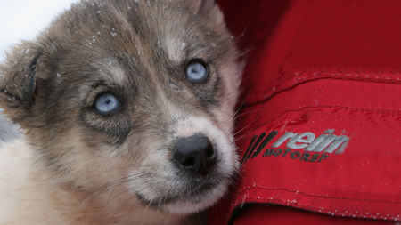 Baby Blue Eyes - siberian husky, baby, puppy, dog, beautiful, blues eyes, cute