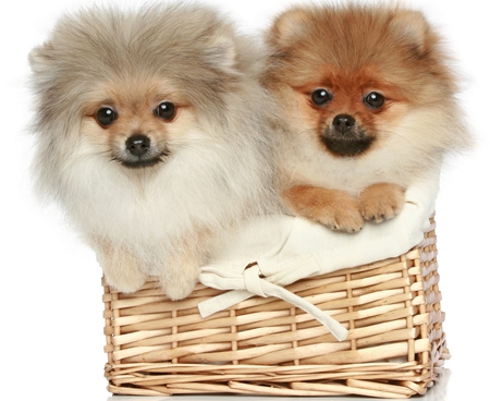 Adorable Dogs - beauty, fluffy, animals, eyes, photography, basket, dog face, paws, face, pretty, dog, dogs, cute, puppy, adorable, lovely, beautiful, sweet, puppies