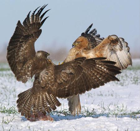 eagles - fight, birds, eagles, wild