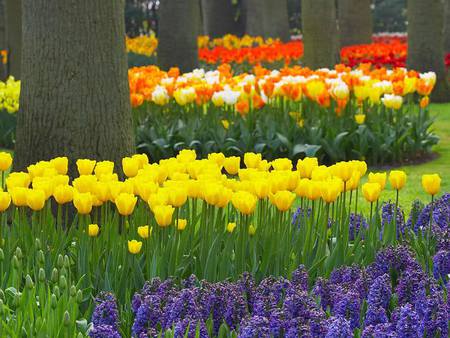 tulip garden - flowers, holland, spring, tulips