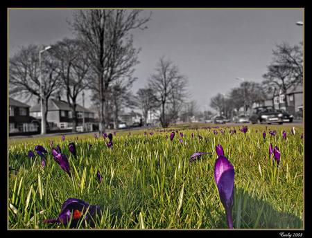 purple crocus - nature, crocus, purple, flowers, field, spring