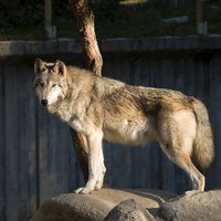 Timber wolf