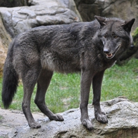 Black timber wolf