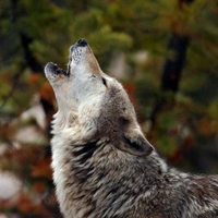 Timber wolf