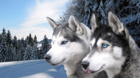 Beautiful Siberian Huskies - siberian husky, snow, blue eyes, beautiful, huskies, winter, black and white, grey and white