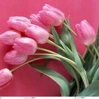 Nice Pink Tulips