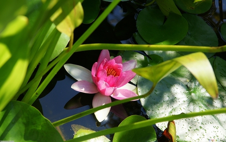 Pink Water Lily - water, nature, ilies, lilyl, flower, pink