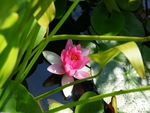 Pink Water Lily