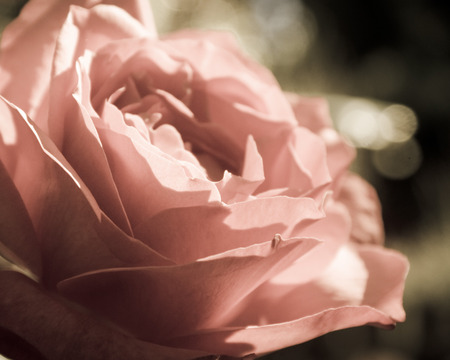 Rose - beauty, pink, close-up, peach, pink rose, rose, flower