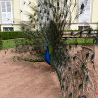 peacock