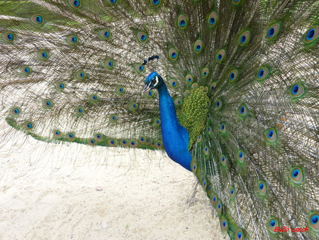 peacock - trees, air, parks, water, road building, earth