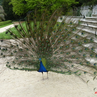 peacock